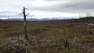 Poconos region affected by climate change.