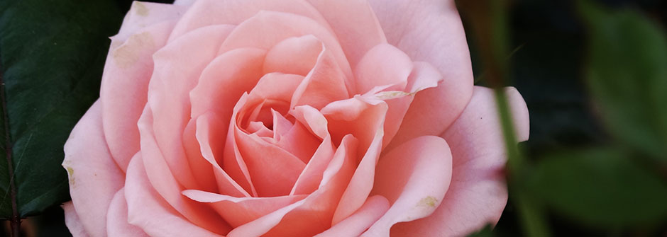 A photo of a pink rose with green leaves in the background