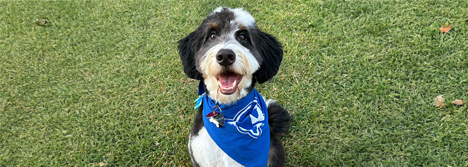 A dog wearing a Seton Hall Pirate bandana on a grassy background. 