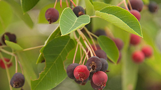 Serviceberries
