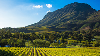 Vineyards and cliffside, Stellenbosch, South Africa
